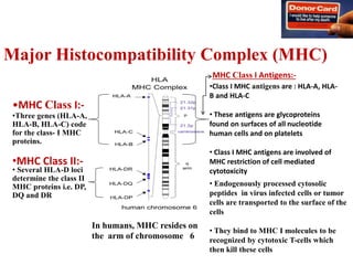 Major Histocompatibility Complex (MHC)
•MHC Class I:-
•Three genes (HLA-A,
HLA-B, HLA-C) code
for the class- I MHC
proteins.
• Several HLA-D loci
determine the class II
MHC proteins i.e. DP,
DQ and DR
In humans, MHC resides on
the arm of chromosome 6
MHC Class I Antigens:-
•Class I MHC antigens are : HLA-A, HLA-
B and HLA-C
• These antigens are glycoproteins
found on surfaces of all nucleotide
human cells and on platelets
• Class I MHC antigens are involved of
MHC restriction of cell mediated
cytotoxicity
• Endogenously processed cytosolic
peptides in virus infected cells or tumor
cells are transported to the surface of the
cells
• They bind to MHC I molecules to be
recognized by cytotoxic T-cells which
then kill these cells
•MHC Class II:-
 