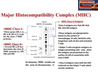 Major Histocompatibility Complex (MHC)
In humans, MHC resides on
the arm of chromosome 6
•MHC Class I:-
•Three genes (HLA-A,
HLA-B, HLA-C) code
for the class- I MHC
proteins.
• Several HLA-D loci
determine the class II
MHC proteins i.e. DP,
DQ and DR
•MHC Class II:-
•Class II antigens are: HLA-DP, HLA-
DQ, HLA-DR antigens
•These antigens are glycoproteins
found on the surface of
macrophages, B-cells, Dentritic cells,
langerhans cells of skin and activated
T cells
MHC Class II Antigens
• Helper T-cells recognize antigens on
antigen-presenting cells only when
the antigens are presented on the
surface of cells in association with
class II MHC
• Class II antigens react with the CD4
molecule on the helper T-cells which
secrete cytokines
 