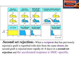 -Second set rejection:- When a recipient that has previously
rejected a graft is regrafted with skin from the same donor, the
second graft is rejected more rapidly (6–8 days) in a second-set
rejection and the accelerated response is MHC-specific.
 