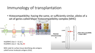 Immunology of transplantation
• Histocompatibility: having the same, or sufficiently similar, alleles of a
set of genes called Major histocompatibility complex (MHC)
HLA/MHC class 1 – A, B, C,
HLA/MHC class 2 - Dp, Dq, Dr
MHC code for surface tissue identifying allo-antigens
called human leukocyte antigens (HLA)
 