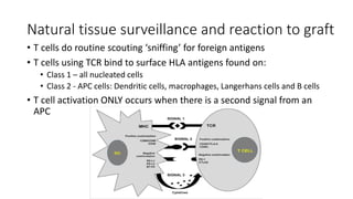 Natural tissue surveillance and reaction to graft
• T cells do routine scouting ‘sniffing’ for foreign antigens
• T cells using TCR bind to surface HLA antigens found on:
• Class 1 – all nucleated cells
• Class 2 - APC cells: Dendritic cells, macrophages, Langerhans cells and B cells
• T cell activation ONLY occurs when there is a second signal from an
APC
 