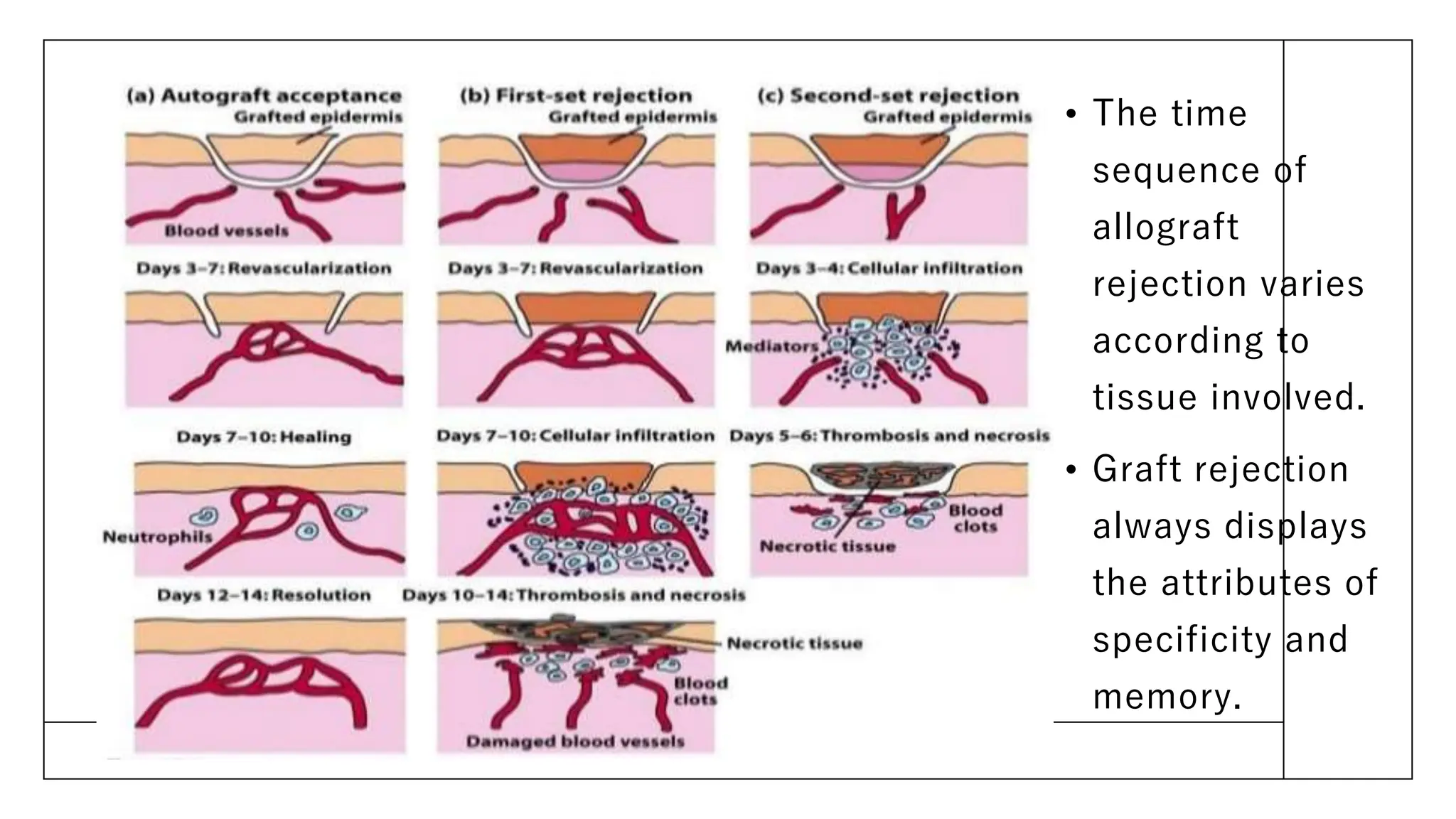 Immunology of Transplantation of cell, tissue and organ ppt.pptx