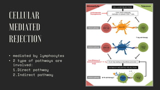 • mediated by lymphocytes
• 2 type of pathways are
involved:
1.Direct pathway
2.Indirect pathway
 