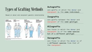 Autografts
Isografts
Allografts
Xenografts
are grafts in which the donor and
recipient is the same individual.
are grafts between the donor and
recipient of the same genotype.
are those in which the donor and
recipient is of the same species
but of a different genotype.
are those in which the donor is of
a different species from that of
the recipient.
Based on donor and recipient genetic relationship
 