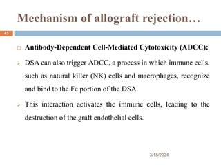Mechanism of allograft rejection…
3/18/2024
43
 Antibody-Dependent Cell-Mediated Cytotoxicity (ADCC):
 DSA can also trigger ADCC, a process in which immune cells,
such as natural killer (NK) cells and macrophages, recognize
and bind to the Fc portion of the DSA.
 This interaction activates the immune cells, leading to the
destruction of the graft endothelial cells.
 