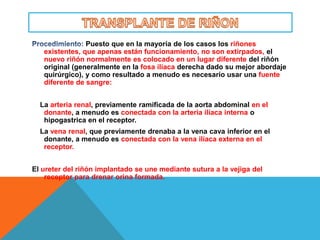 Puesto que en la mayoría de los casos los riñones
   existentes, que apenas están funcionamiento, no son extirpados, el
   nuevo riñón normalmente es colocado en un lugar diferente del riñón
   original (generalmente en la fosa ilíaca derecha dado su mejor abordaje
   quirúrgico), y como resultado a menudo es necesario usar una fuente
   diferente de sangre:


  La arteria renal, previamente ramificada de la aorta abdominal en el
   donante, a menudo es conectada con la arteria ilíaca interna o
   hipogastrica en el receptor.
  La vena renal, que previamente drenaba a la vena cava inferior en el
   donante, a menudo es conectada con la vena ilíaca externa en el
   receptor.


El ureter del riñón implantado se une mediante sutura a la vejiga del
    receptor para drenar orina formada.
 