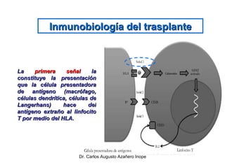 La  primera señal  la constituye la presentación que la célula presentadora de antígeno (macrófago, células dendrítica, células de Langerhans) hace del antígeno extraño al linfocito T por medio del HLA. Inmunobiología del trasplante 
