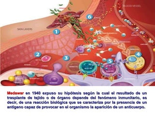 Medawar  en 1940 expuso su hipótesis según la cual el resultado de un trasplante de tejido o de órgano depende del fenómeno inmunitario, es decir, de una reacción biológica que se caracteriza por la presencia de un antígeno capaz de provocar en el organismo la aparición de un anticuerpo.  
