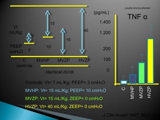 Vt mL/Kg PEEP cmH 2 O 3 10 15 15 7 40 C controle MVHP MVZP HVZP identical dV/dt Controle: Vt= 7 mL/Kg; PEEP= 3 cmH 2 O  MVHP: Vt= 15 mL/Kg; PEEP= 10 cmH 2 O  MVZP: Vt= 15 mL/Kg; ZEEP= 0 cmH 2 O  HVZP: Vt= 40 mL/Kg; ZEEP= 0 cmH 2 O  Lavado bronco-alveolar TNF  α J Clin Invest 1997; 99(5):944-52 (pg/mL) 1.400 1.200 200 100 0 