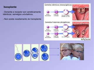 Isosplante
- Donante e receptor son xenéticamente
idénticos: xemelgos univitelinos.
- Non existe rexeitamento do transplante
 