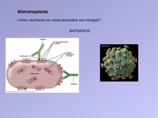 Alotransplante
- Como recoñecen os nosos leucocitos aos inimigos?
ANTÍXENOS
 