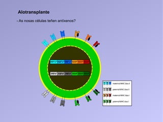 Alotransplante
- As nosas células teñen antíxenos?
 
