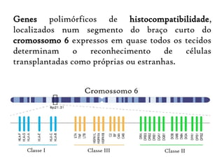Genes polimórficos de histocompatibilidade,
localizados num segmento do braço curto do
cromossomo 6 expressos em quase todos os tecidos
determinam o reconhecimento de células
transplantadas como próprias ou estranhas.
 