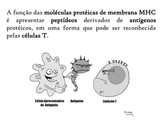 A função das moléculas protéicas de membrana MHC
é apresentar peptídeos derivados de antígenos
protéicos, em uma forma que pode ser reconhecida
pelas células T.
 