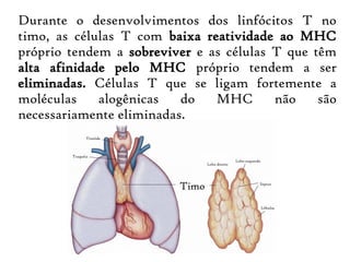 Durante o desenvolvimentos dos linfócitos T no
timo, as células T com baixa reatividade ao MHC
próprio tendem a sobreviver e as células T que têm
alta afinidade pelo MHC próprio tendem a ser
eliminadas. Células T que se ligam fortemente a
moléculas alogênicas do MHC não são
necessariamente eliminadas.
 
