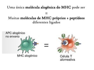 Uma única molécula alogênica do MHC pode ser
=
Muitas moléculas de MHC próprios + peptídeos
diferentes ligados
=
 