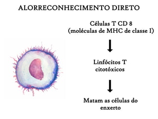 ALORRECONHECIMENTO DIRETO
Células T CD 8
(moléculas de MHC de classe I)
Linfócitos T
citotóxicos
Matam as células do
enxerto
 