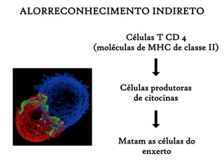 ALORRECONHECIMENTO INDIRETO
Células T CD 4
(moléculas de MHC de classe II)
Células produtoras
de citocinas
Matam as células do
enxerto
 