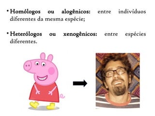 
Homólogos ou alogênicos: entre indivíduos
diferentes da mesma espécie;

Heterólogos ou xenogênicos: entre espécies
diferentes.
 