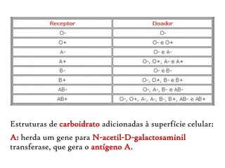 Estruturas de carboidrato adicionadas à superfície celular:
A: herda um gene para N-acetil-D-galactosaminil
transferase, que gera o antígeno A.
 