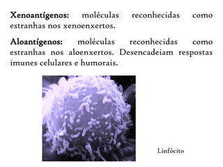 Xenoantígenos: moléculas reconhecidas como
estranhas nos xenoenxertos.
Aloantígenos: moléculas reconhecidas como
estranhas nos aloenxertos. Desencadeiam respostas
imunes celulares e humorais.
Linfócito
 