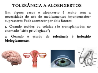 TOLERÂNCIA A ALOENXERTOS
Em alguns casos o aloenxerto é aceito sem a
necessidade do uso de medicamentos imunoensaios-
supressores Pode acontecer por dois fatores:
1. Quando tecidos ou células são transplantados no
chamado “sítio privilegiado”;
2. Quando o estado de tolerância é induzido
biologicamente.
 
