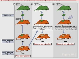 First- and Second-set Allograft
Rejection
Figure 16.1
 