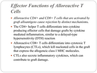 Effector Functions of Alloreactive T
Cells
 Alloreactive CD4+ and CD8+ T cells that are activated by
graft alloantigens cause rejection by distinct mechanisms.
 The CD4+ helper T cells differentiate into cytokine
producing effector cells that damage grafts by cytokine
mediated inflammation, similar to a delayed-type
hypersensitivity (DTH) reaction
 Alloreactive CD8+ T cells differentiate into cytotoxic T
lymphocytes (CTLs), which kill nucleated cells in the graft
that express the allogeneic class I MHC molecules.
 CTLs also secrete inflammatory cytokines, which can
contribute to graft damage.
 