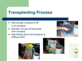 Transplanting Ppt
