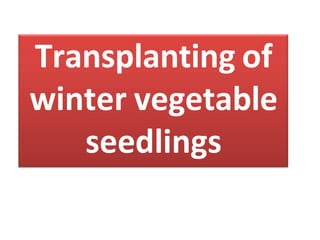 Transplanting of
winter vegetable
seedlings
 