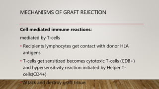 MECHANISMS OF GRAFT REJECTION
Cell mediated immune reactions:
mediated by T-cells
• Recipients lymphocytes get contact with donor HLA
antigens
• T-cells get sensitized becomes cytotoxic T-cells (CD8+)
and hypersensitivity reaction initiated by Helper T-
cells(CD4+)
• Attack and destroy graft tissue.
 