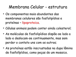 Membrana Celular - estrutura

    Os componentes mais abundantes das
    membranas celulares são fosfolipídios e
    prot...