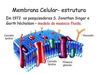 Membrana Celular- estrutura
 Em 1972 os pesquisadores S. Jonathan Singer e
 Garth Nicholson – modelo do mosaico fluido.


...