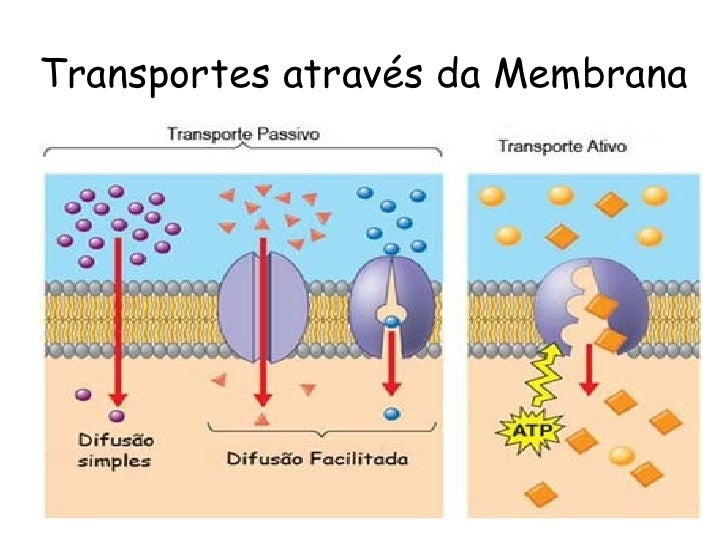 transporte em membrana Las células se encuentran en contacto con el medio e interactúan con él a través de la membrana citoplasmática este contacto se verifica por el ingreso de. transporte em membrana Las células se encuentran en contacto con el medio e interactúan con él a través de la membrana citoplasmática este contacto se verifica por el ingreso de.