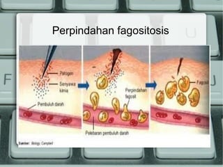 Perpindahan fagositosis

 