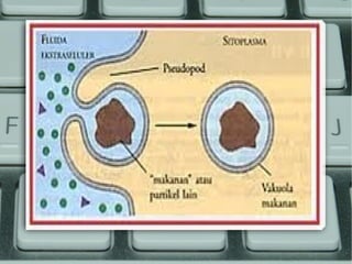  transport bulk endocytosis