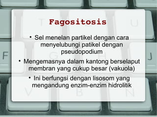 Fagositosis




Sel menelan partikel dengan cara
menyelubungi patikel dengan
pseudopodium

Mengemasnya dalam kantong berselaput
membran yang cukup besar (vakuola)


Ini berfungsi dengan lisosom yang
mengandung enzim-enzim hidrolitik

 