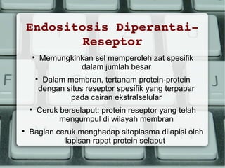 Endositosis Diperantai­
Reseptor
Memungkinkan sel memperoleh zat spesifik
dalam jumlah besar



Dalam membran, tertanam protein-protein
dengan situs reseptor spesifik yang terpapar
pada cairan ekstralselular







Ceruk berselaput: protein reseptor yang telah
mengumpul di wilayah membran

Bagian ceruk menghadap sitoplasma dilapisi oleh
lapisan rapat protein selaput

 