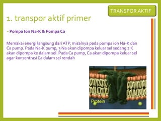 1. transpor aktif primer
• Pompa Ion Na-K & Pompa Ca
Memakai energi langsung dari ATP, misalnya pada pompa ion Na-K dan
Ca pump. Pada Na-K pump, 3 Na akan dipompa keluar sel sedang 2 K
akan dipompa ke dalam sel. Pada Ca pump, Ca akan dipompa keluar sel
agar konsentrasiCa dalam sel rendah
TRANSPOR AKTIF
 
