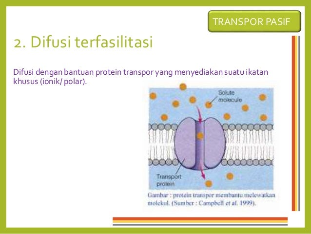 Transpor membran sel