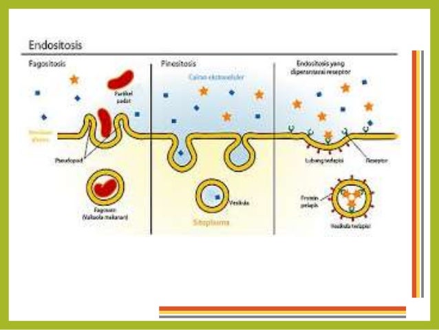 Transpor Membran Sel