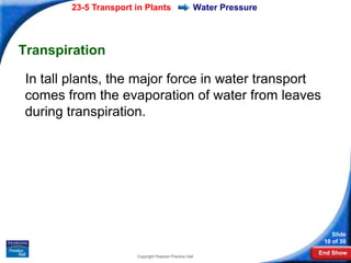 23-5 Transport in Plants                     Water Pressure




Transpiration

In tall plants, the major force in water transport
comes from the evaporation of water from leaves
during transpiration.




                                                                         Slide
                                                                      10 of 30
                                                                     End Show
                      Copyright Pearson Prentice Hall
 