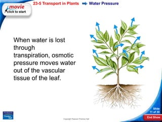 23-5 Transport in Plants                     Water Pressure




When water is lost
through
transpiration, osmotic
pressure moves water
out of the vascular
tissue of the leaf.



                                                                        Slide
                                                                     11 of 30
                                                                    End Show
                     Copyright Pearson Prentice Hall
 