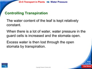 23-5 Transport in Plants                     Water Pressure




Controlling Transpiration

 The water content of the leaf is kept relatively
 constant.
 When there is a lot of water, water pressure in the
 guard cells is increased and the stomata open.
 Excess water is then lost through the open
 stomata by transpiration.



                                                                           Slide
                                                                        13 of 30
                                                                       End Show
                        Copyright Pearson Prentice Hall
 
