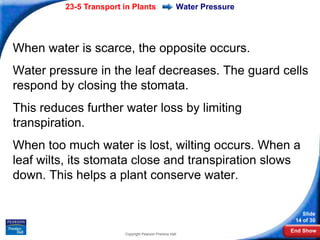 23-5 Transport in Plants                     Water Pressure




When water is scarce, the opposite occurs.
Water pressure in the leaf decreases. The guard cells
respond by closing the stomata.
This reduces further water loss by limiting
transpiration.
When too much water is lost, wilting occurs. When a
leaf wilts, its stomata close and transpiration slows
down. This helps a plant conserve water.

                                                                           Slide
                                                                        14 of 30
                                                                       End Show
                        Copyright Pearson Prentice Hall
 