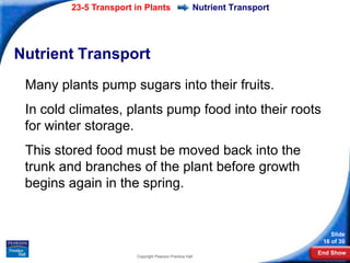 23-5 Transport in Plants                     Nutrient Transport




Nutrient Transport
 Many plants pump sugars into their fruits.
 In cold climates, plants pump food into their roots
 for winter storage.
 This stored food must be moved back into the
 trunk and branches of the plant before growth
 begins again in the spring.


                                                                               Slide
                                                                            16 of 30
                                                                           End Show
                        Copyright Pearson Prentice Hall
 