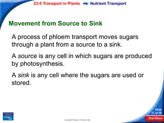 23-5 Transport in Plants                     Nutrient Transport




Movement from Source to Sink

A process of phloem transport moves sugars
through a plant from a source to a sink.
A source is any cell in which sugars are produced
by photosynthesis.
A sink is any cell where the sugars are used or
stored.



                                                                             Slide
                                                                          17 of 30
                                                                         End Show
                      Copyright Pearson Prentice Hall
 
