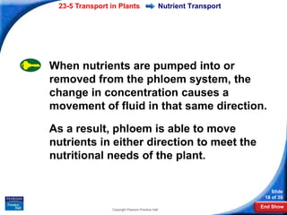 23-5 Transport in Plants                         Nutrient Transport




When nutrients are pumped into or
removed from the phloem system, the
change in concentration causes a
movement of fluid in that same direction.

As a result, phloem is able to move
nutrients in either direction to meet the
nutritional needs of the plant.


                                                                           Slide
                                                                        18 of 30
                                                                       End Show
                Copyright Pearson Prentice Hall
 