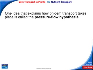23-5 Transport in Plants                     Nutrient Transport




One idea that explains how phloem transport takes
place is called the pressure-flow hypothesis.




                                                                              Slide
                                                                           19 of 30
                                                                          End Show
                       Copyright Pearson Prentice Hall
 