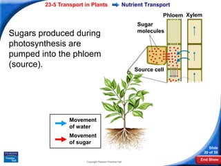 23-5 Transport in Plants                     Nutrient Transport
                                                                    Phloem Xylem
                                                          Sugar
                                                          molecules
Sugars produced during
photosynthesis are
pumped into the phloem
(source).
                                                         Source cell




                 Movement
                 of water
                 Movement
                 of sugar
                                                                                      Slide
                                                                                   20 of 30
                                                                               End Show
                       Copyright Pearson Prentice Hall
 